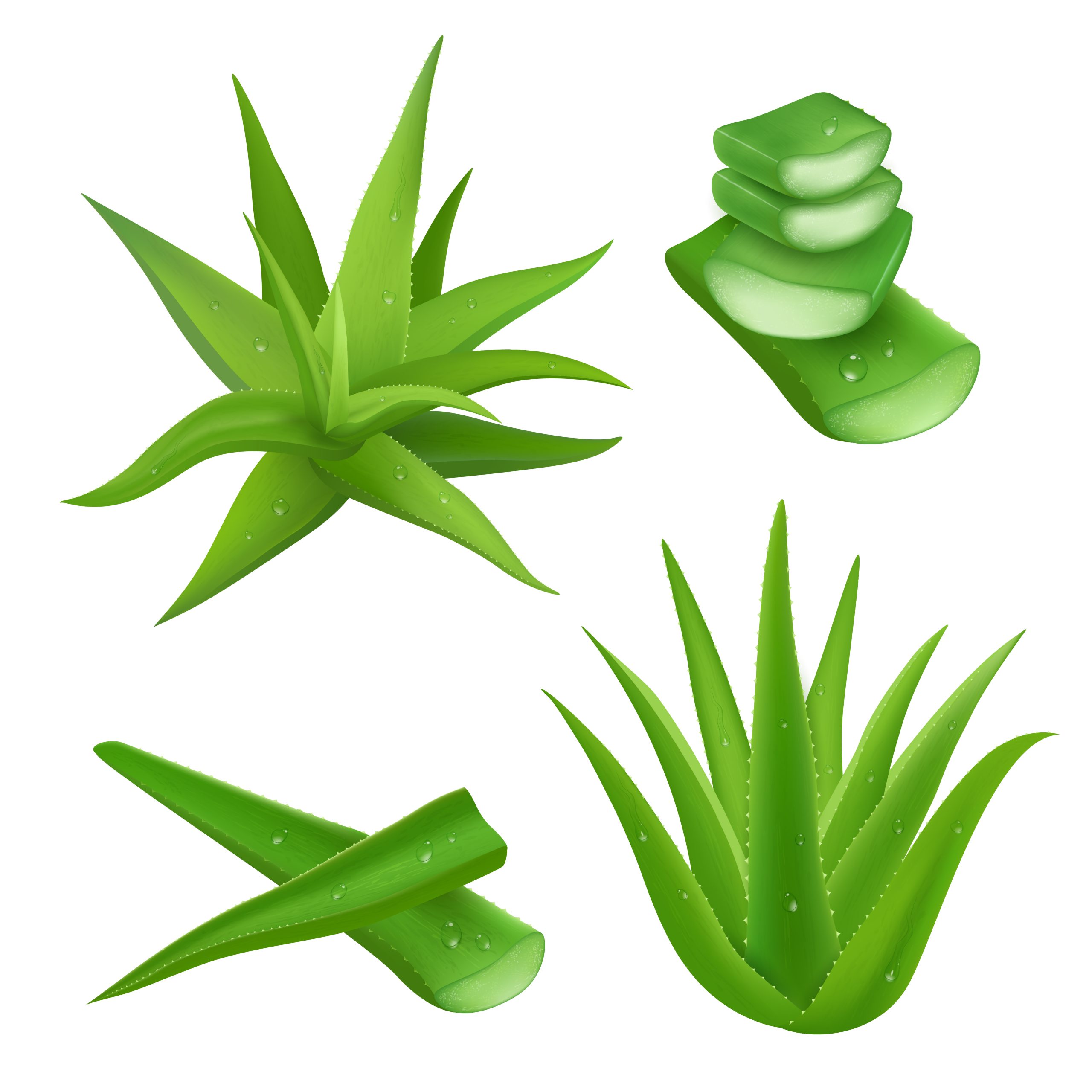 what is aloe vera cell what is aloe vera cell